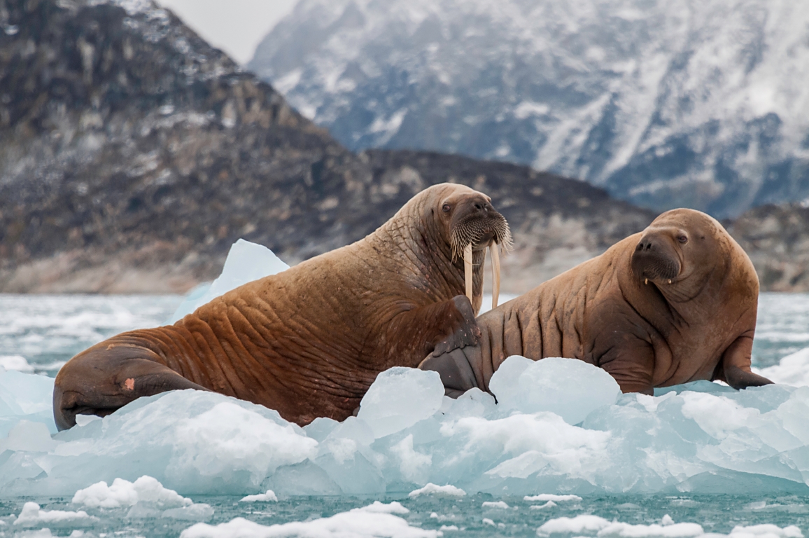 Walruses resting on Arctic sea ice