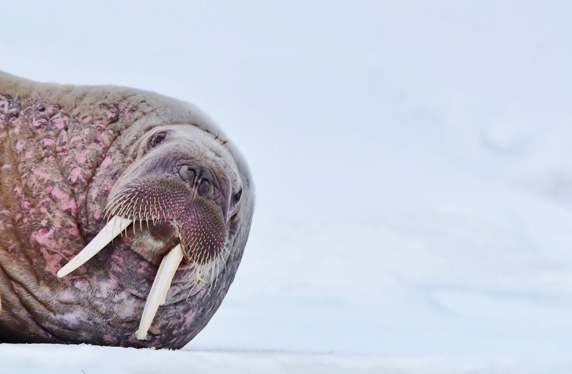 Walrus on Arctic ice